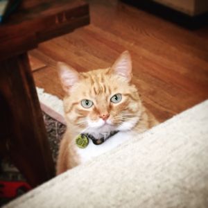 This Face